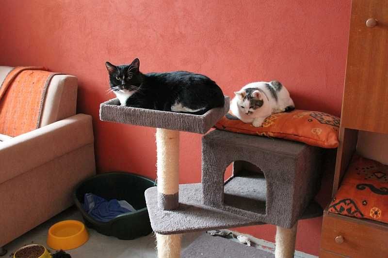 Kocurek i koteczka do adopcji