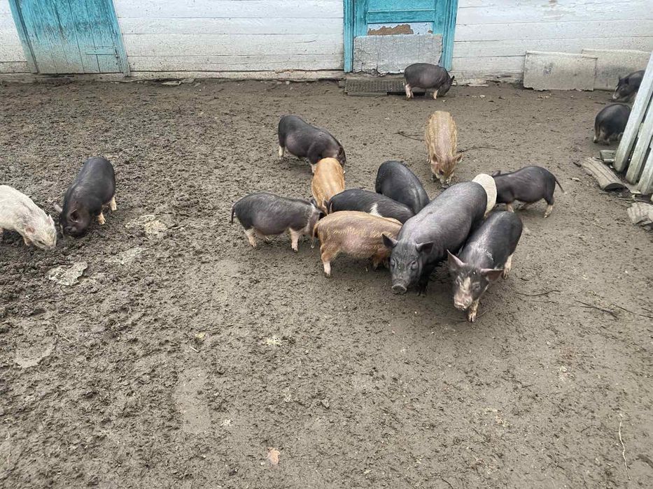 В'єтнамські поросята кармали