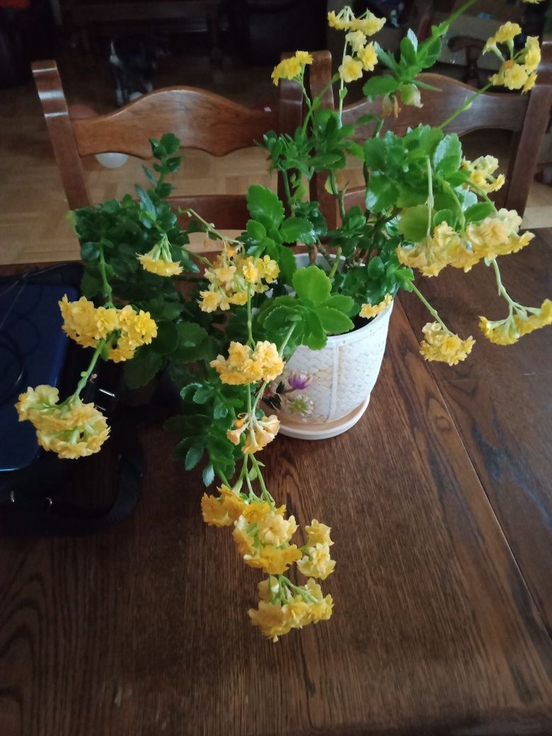 Kalanchoe sadzonka