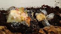 Izopody Porcellio Laevis Dairy Cow