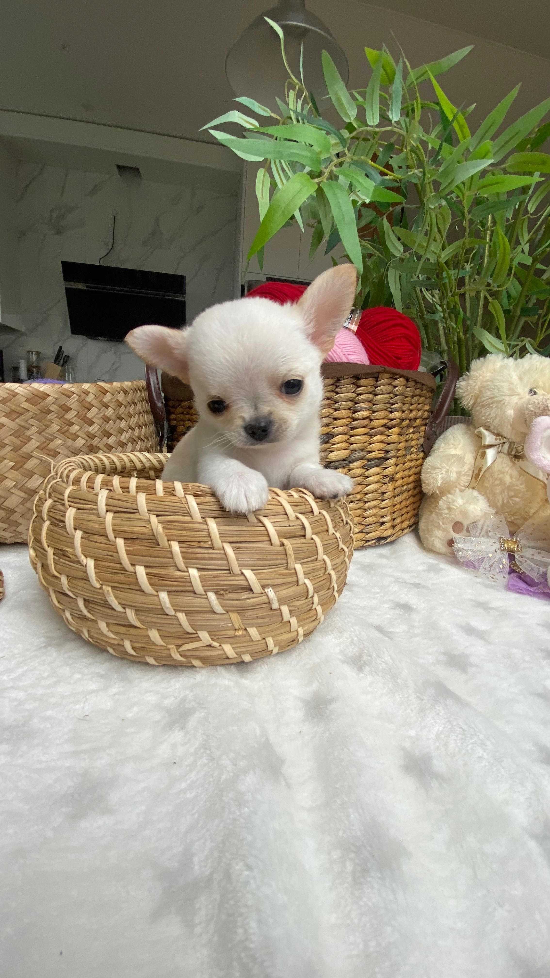 Mini piesek chihuahua FCI