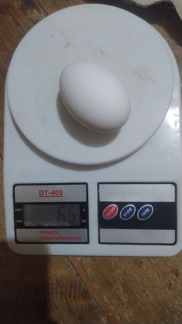 Інкуб яйце свіже
