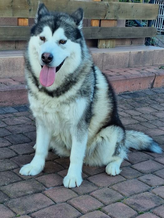 Zapowiedź miotu Alaskan Malamute ZKwP/FCI