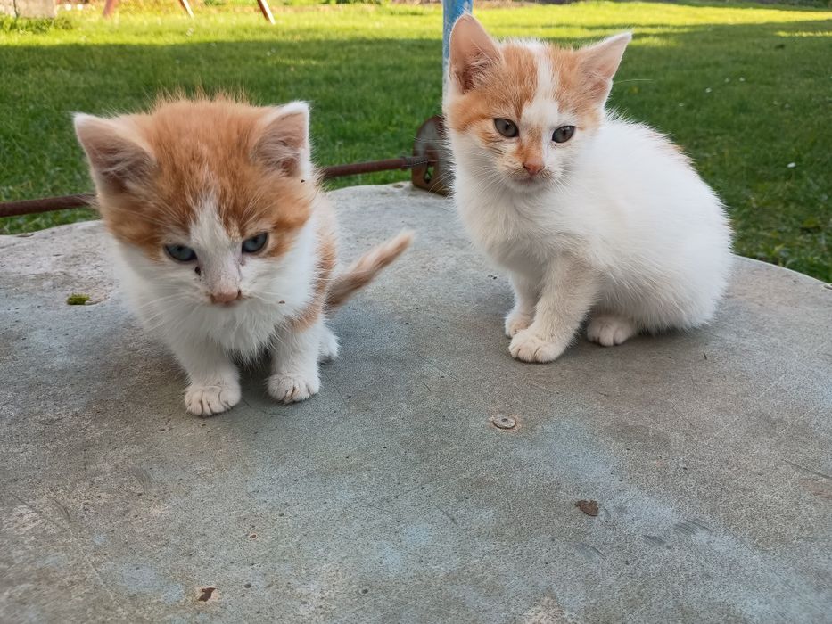 Kociczki 8 tygodniowe oddam w dobre ręce