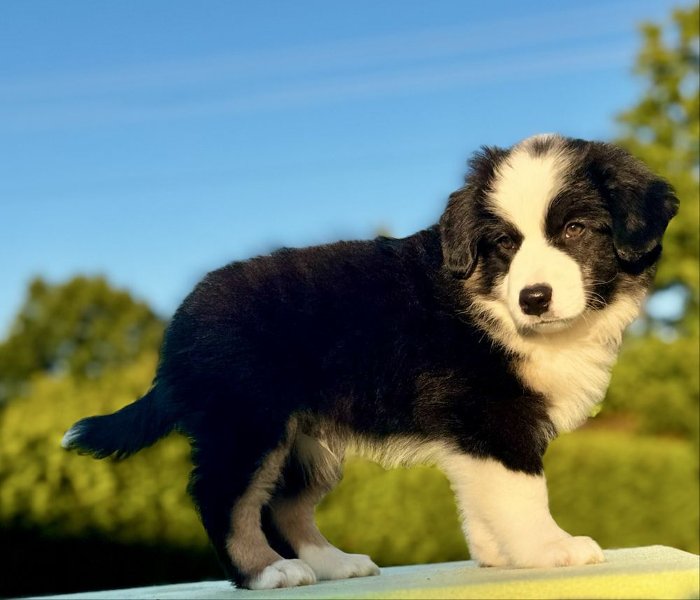 Amerykański owczarek miniaturowy- MAS - Mini Aussie- piesek FCI