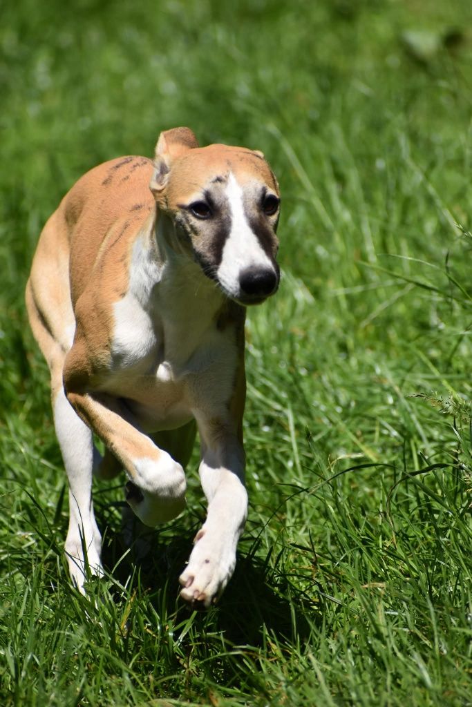 Chart angielski whippet - pies FCI/ZKwP