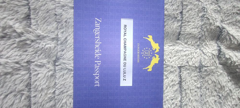 Klaczka Zangersheide po R-Champagne KZ