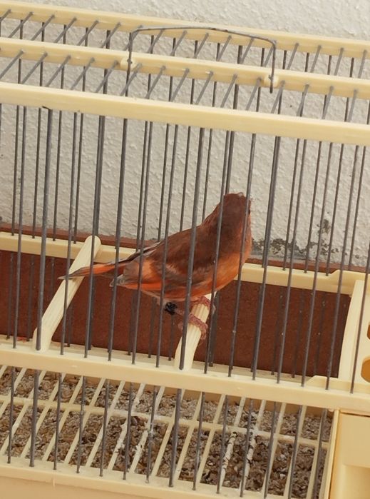 Troco híbridos de Cardinalito jaspes por pintassilgos