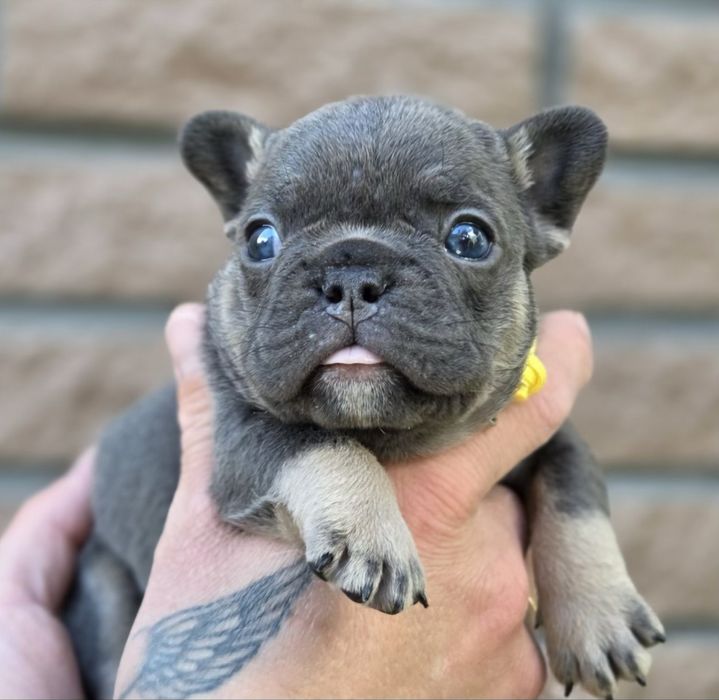 Мини французики в Киеве