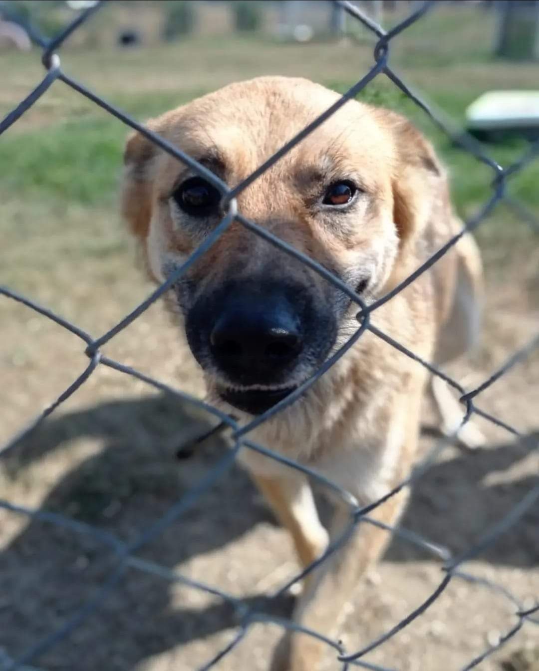 Biedny psiak do adopcji