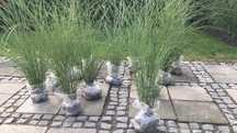 SALE THE GRASS trawy ozdobne trawa ozdobna miskant tuja rolki żywopłot