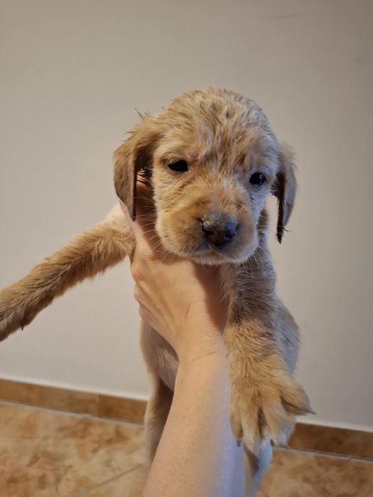 Oddam szczeniaki labradory