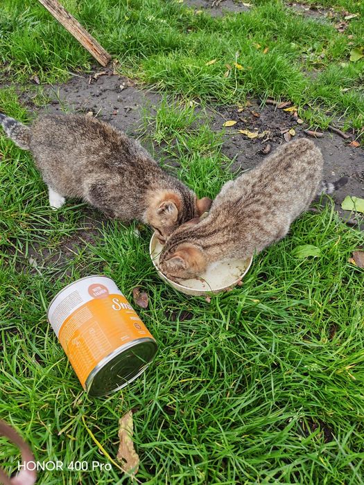 Dwie kotki szukają nowego domku