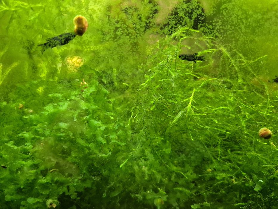 Jezierza, roślina drobnostka.