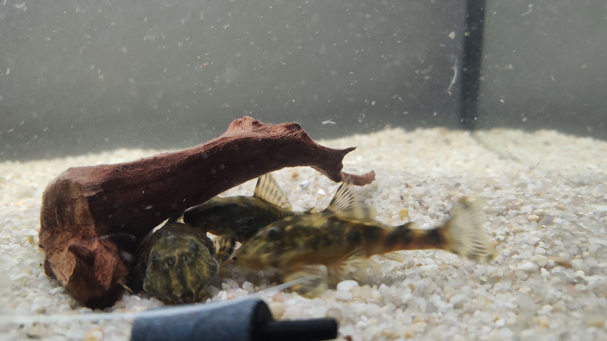Sprzedam glonojada