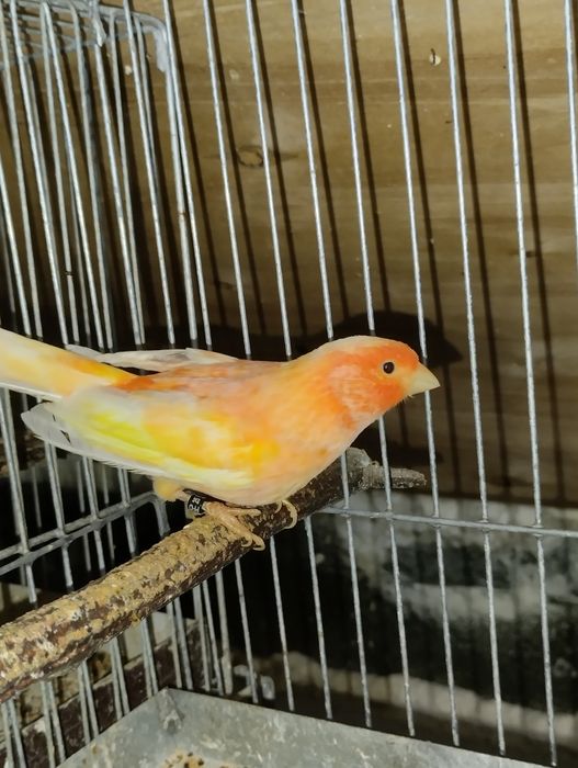 Samce kanarki czerwone i mozaiki