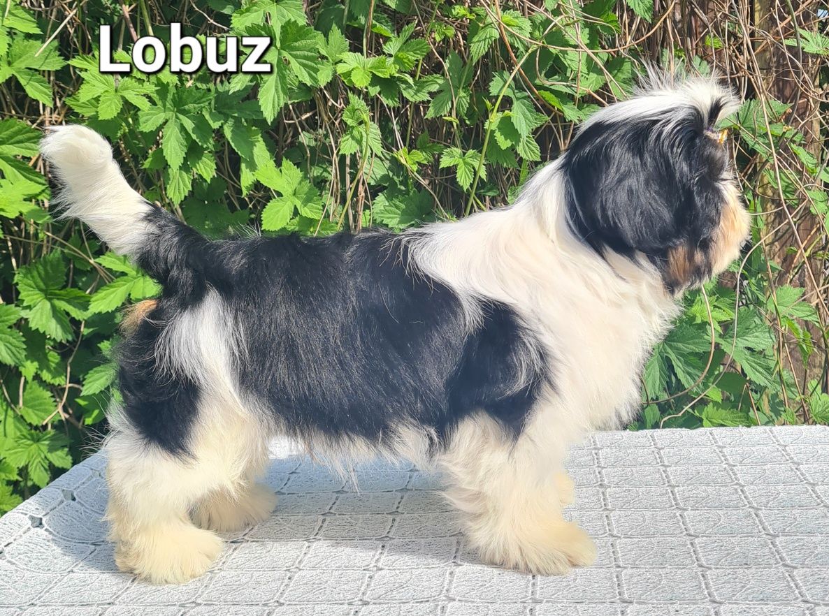 Piesek rasy Shih tzu ZKWP