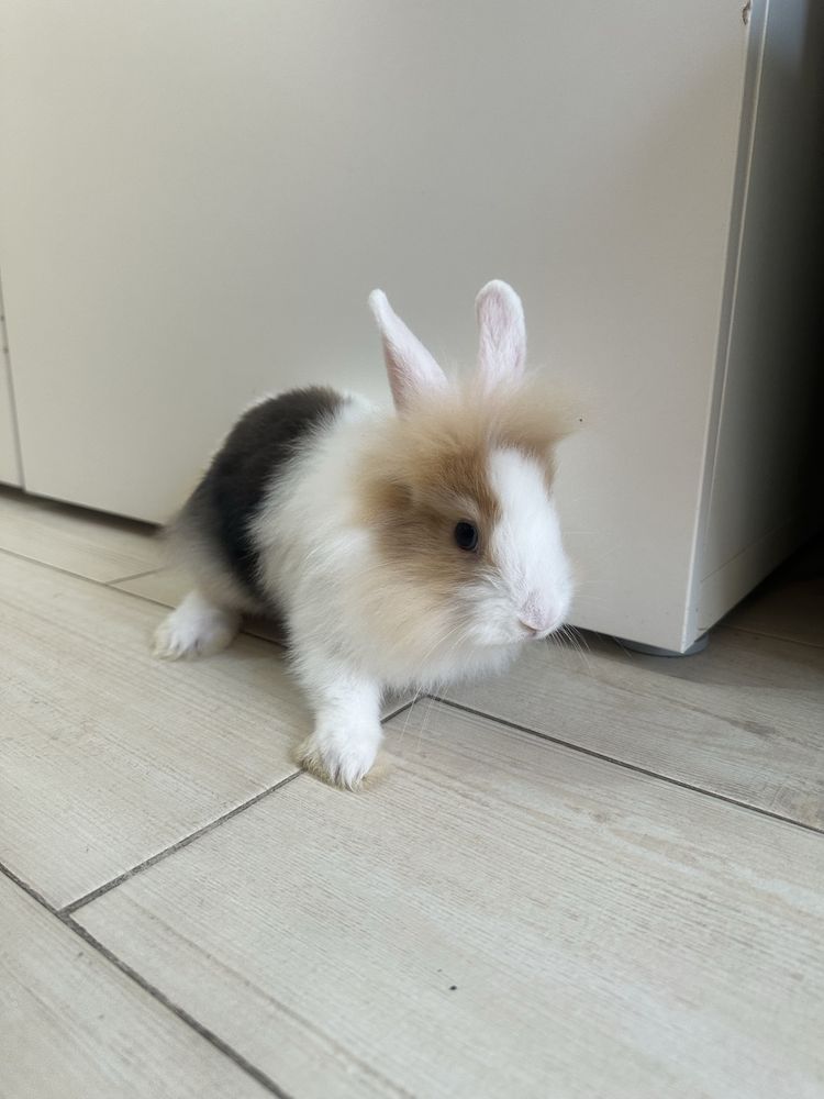 Coelhos anōes c/ 2 Meses (2 Meninos 1 Menina)