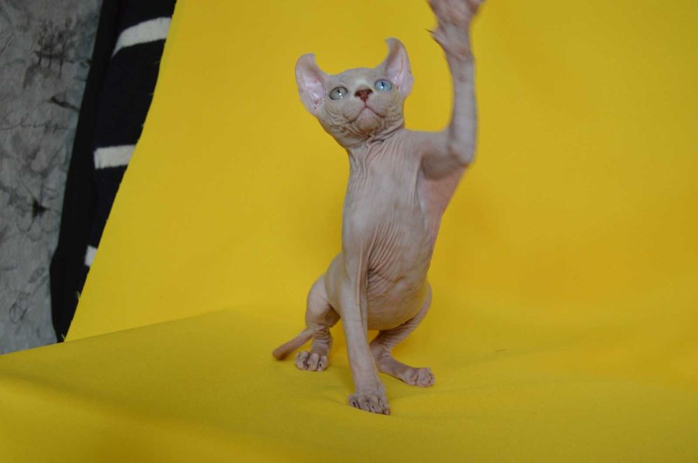 Даймонд - Різноокий хлопчик породи Ельф