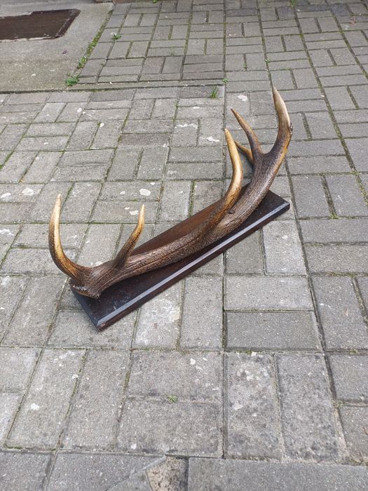 Róg jelenia na desce