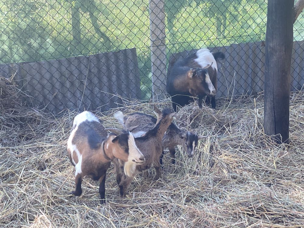 Lote de cabras anas