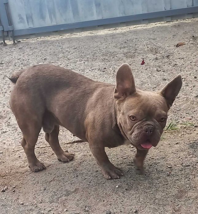 вязка французкий бульдог