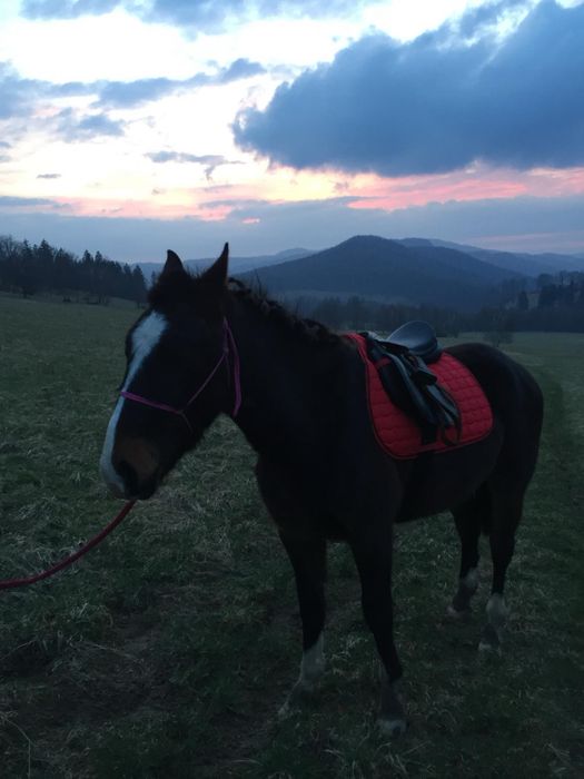 Siodlo wszechtronne 16,5cala