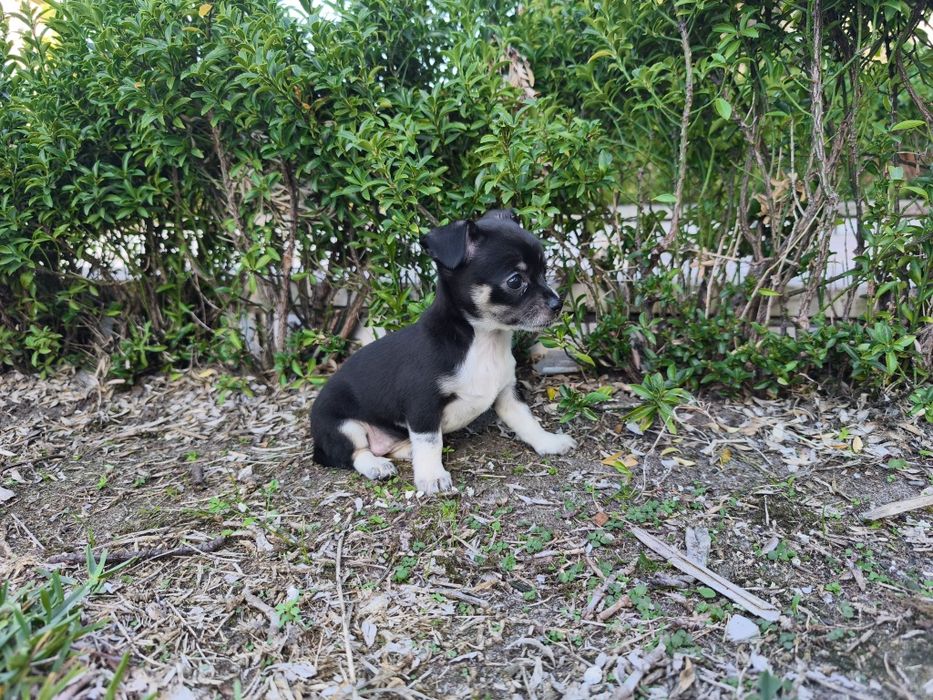 Chihuahua fêmea miniatura pelo curto disponível para entrega imediata