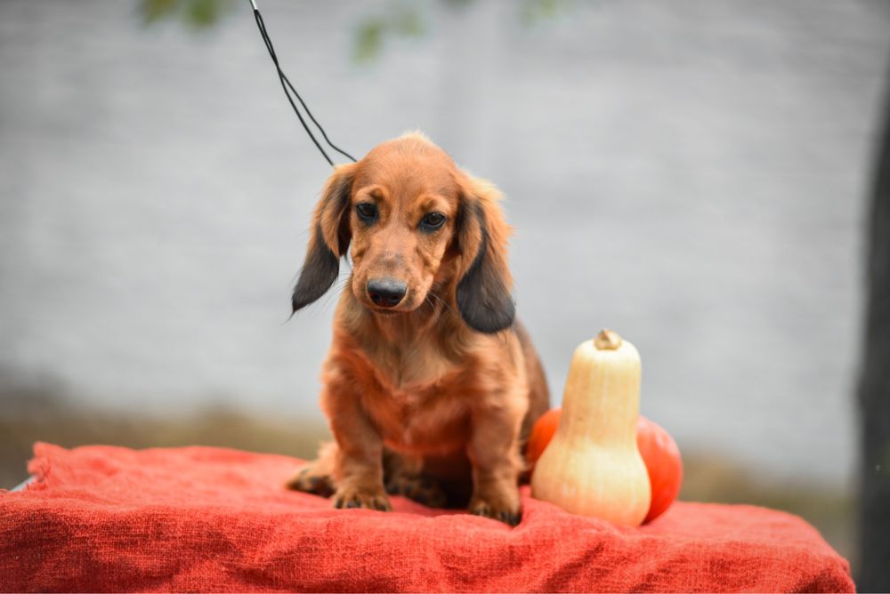Гарний цуценятко довгошерстної такси
