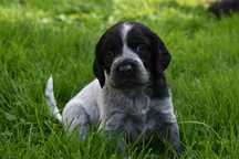 Niebieski spaniel pikardyjski FCl (wyżeł,płochacz)