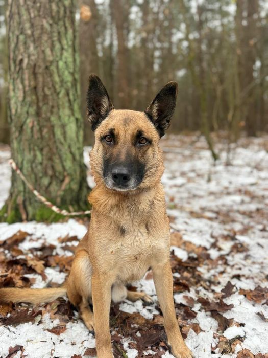 Cześć, tu Łazik – przystojniak w typie owczarka belgijskiego!