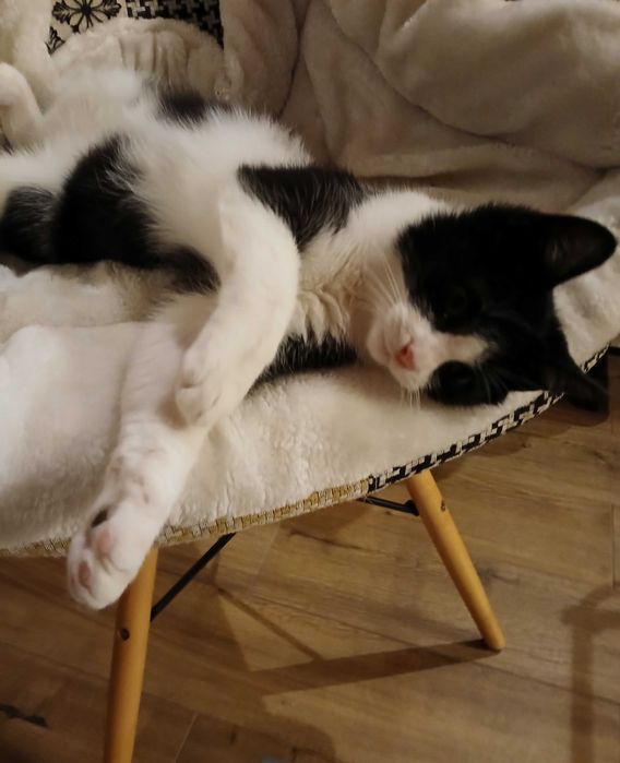 Gadający kocurek czeka na dom