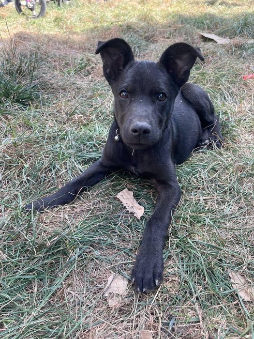 Віддам безкоштовна собаку ОДЕСА