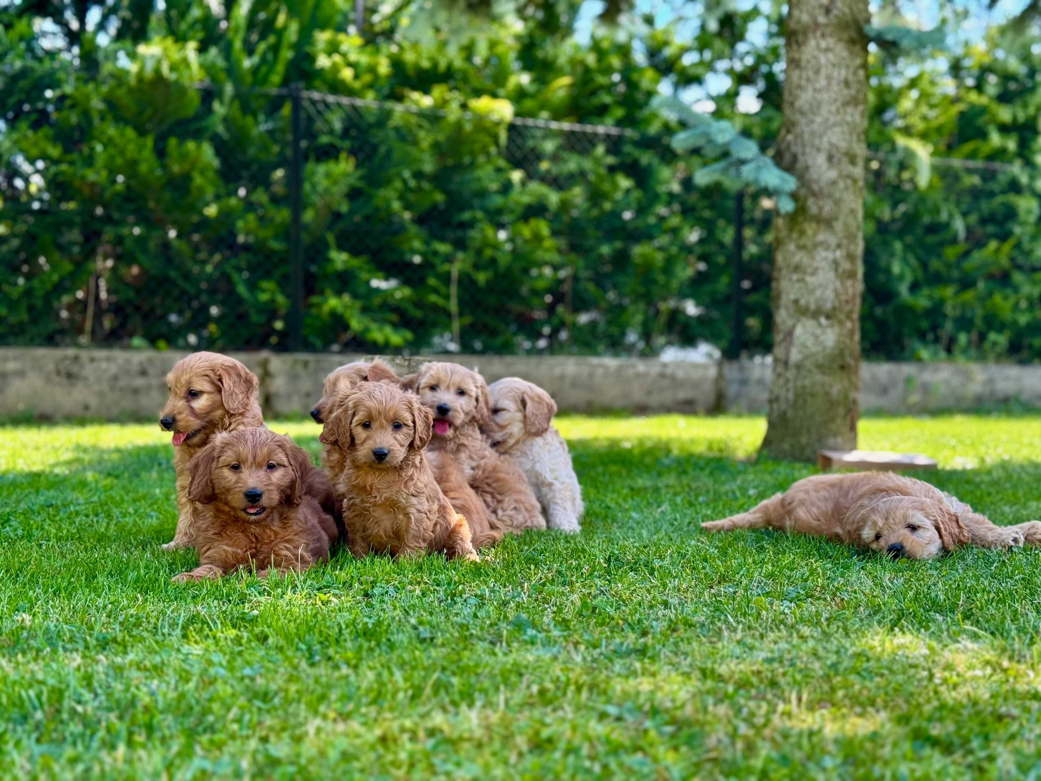 Goldendoodle mini Pudel & Golden retriever F1 Śliczna sunia  !!!