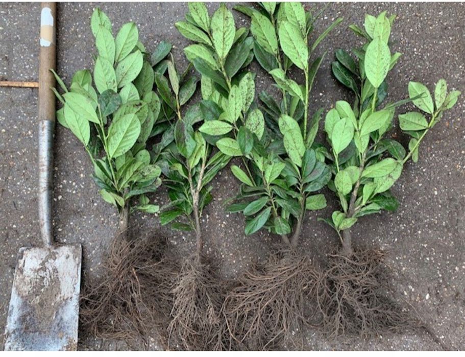 Laurowiśnia novita , caucasica , rotundifolia 40-120cm