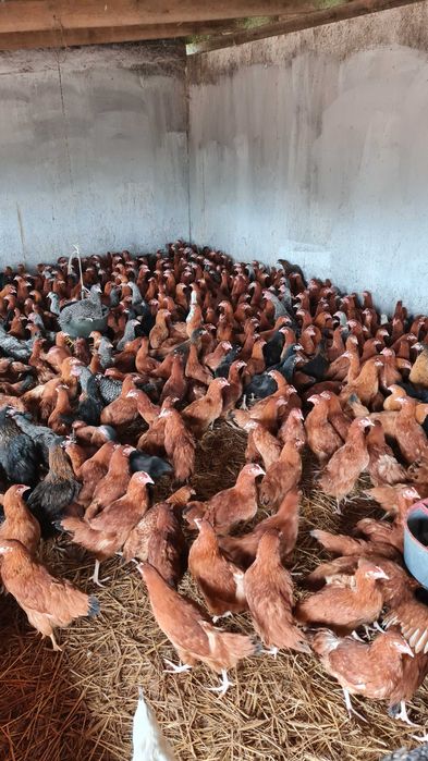 Kury Nioski ROSA młode już zaczynają nieść pierwsze jajka.FERMA DROBIU