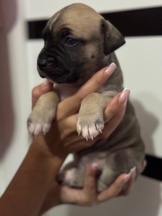 Стафордширский терьер (Амстаф) ( стафорд )