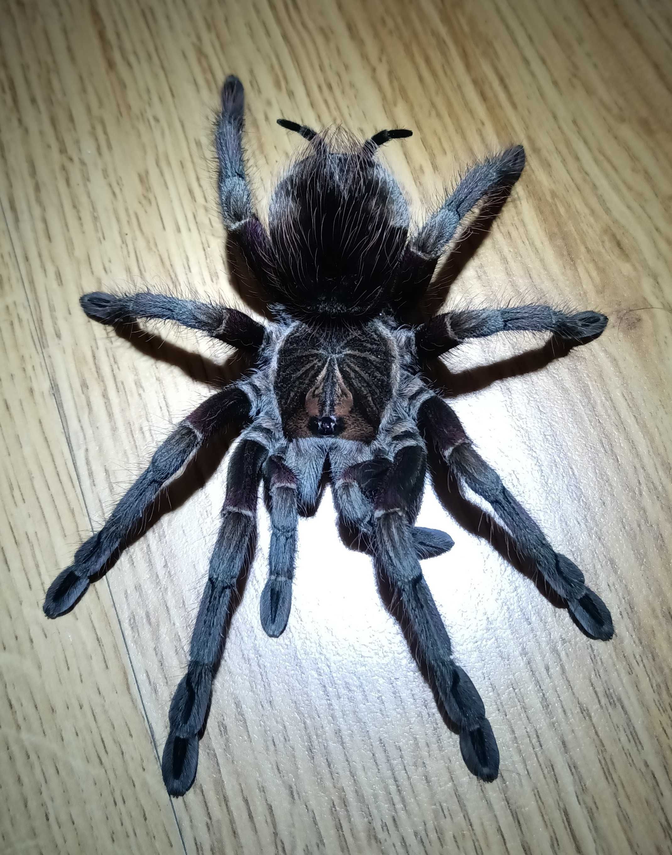 samica P. sp. Machalla pająk, ptasznik