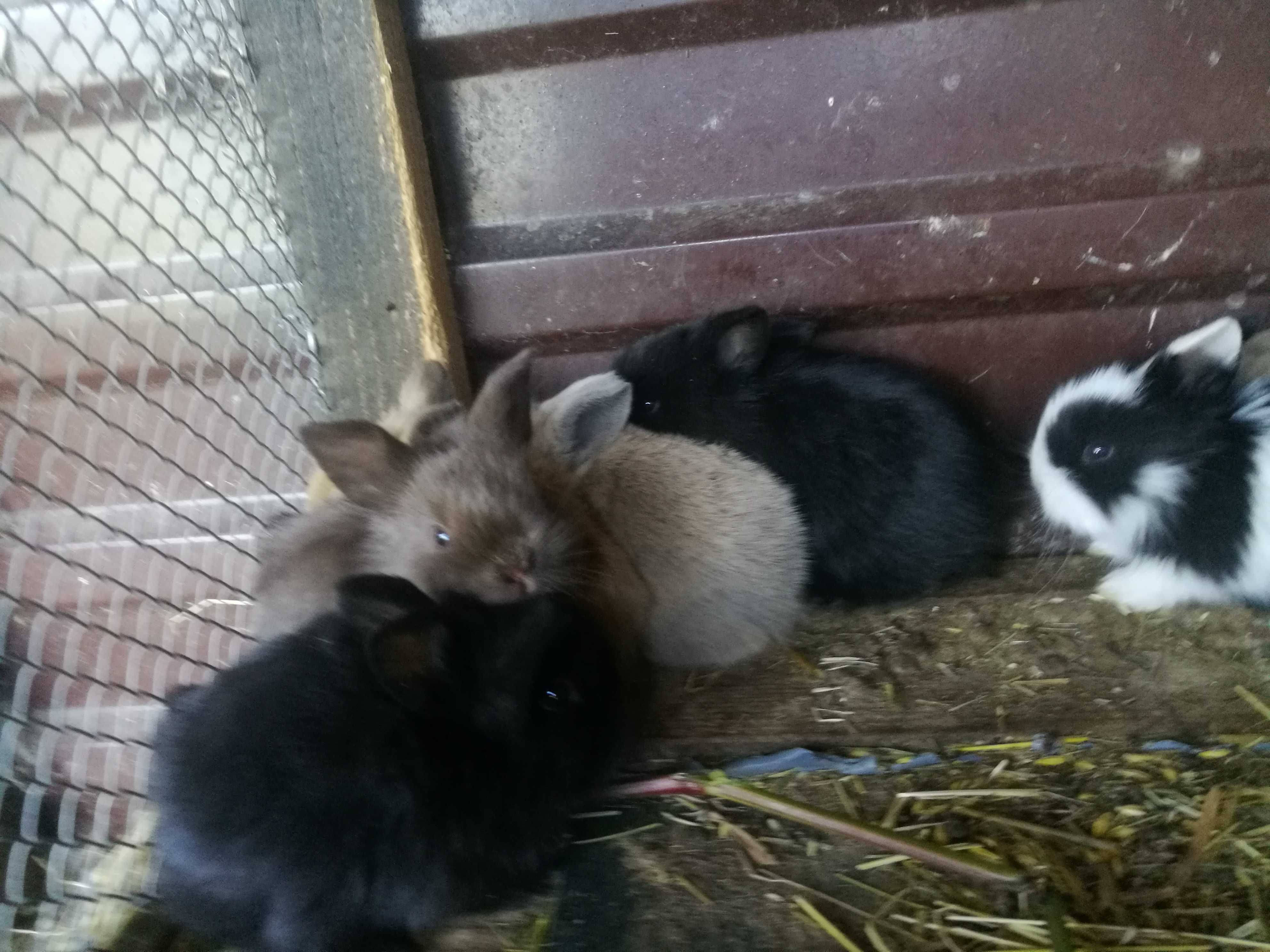 króliki miniaturki mini lop