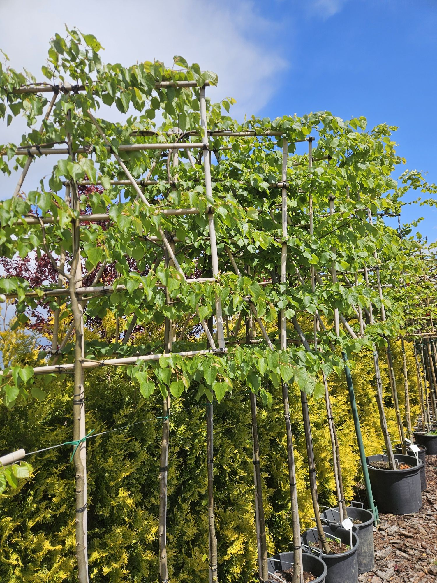 Robinia Akacjowa Umbraculifera. Tuja szmaragd