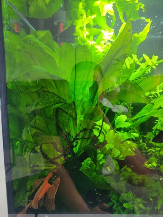 Akwarium AQUAEL 72l z życiem