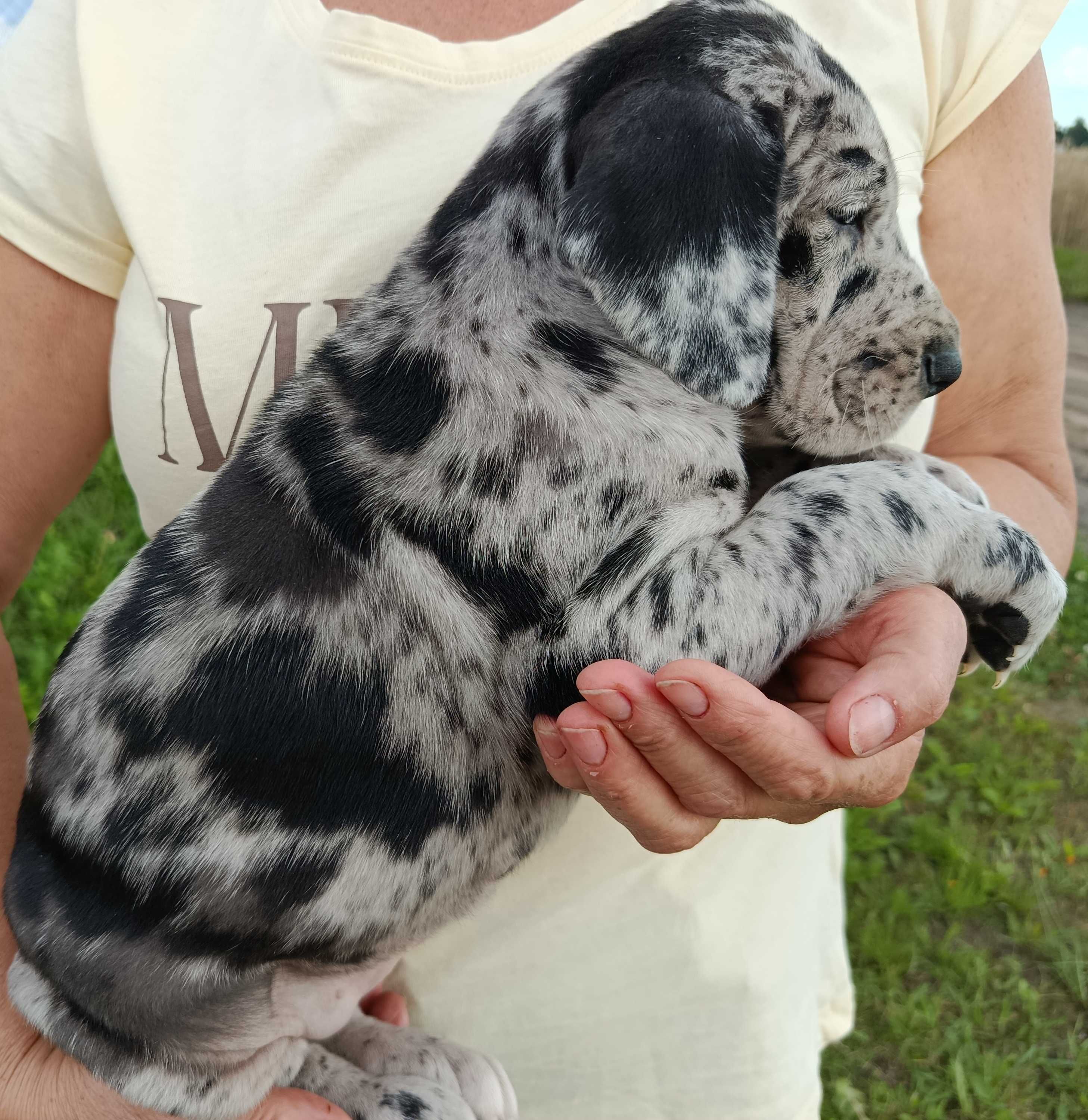 Dog niemiecki suczka