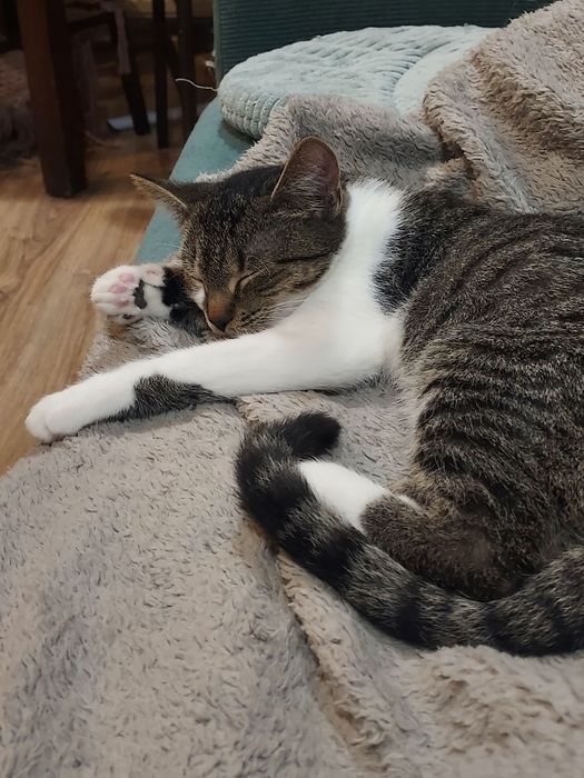 Cudowne rodzeństwo do adopcji