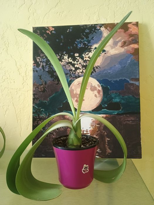 Продам комнатные цветы