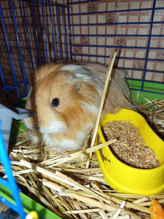 Морська свинка Хлопчик