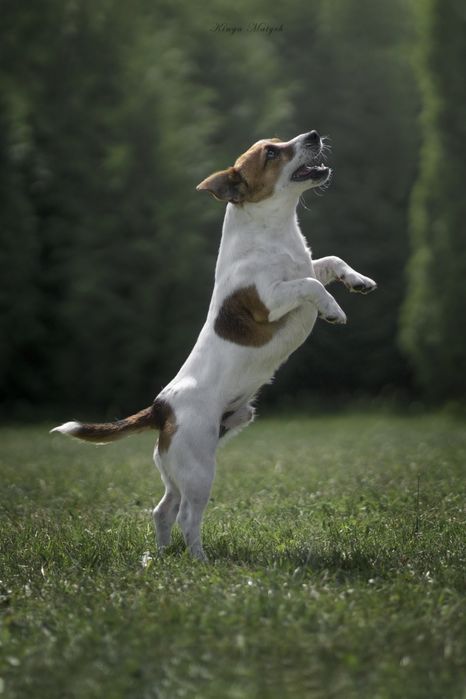 Chłopiec Jack Russell terrier nr 2/badania genetyczne/wyprawka