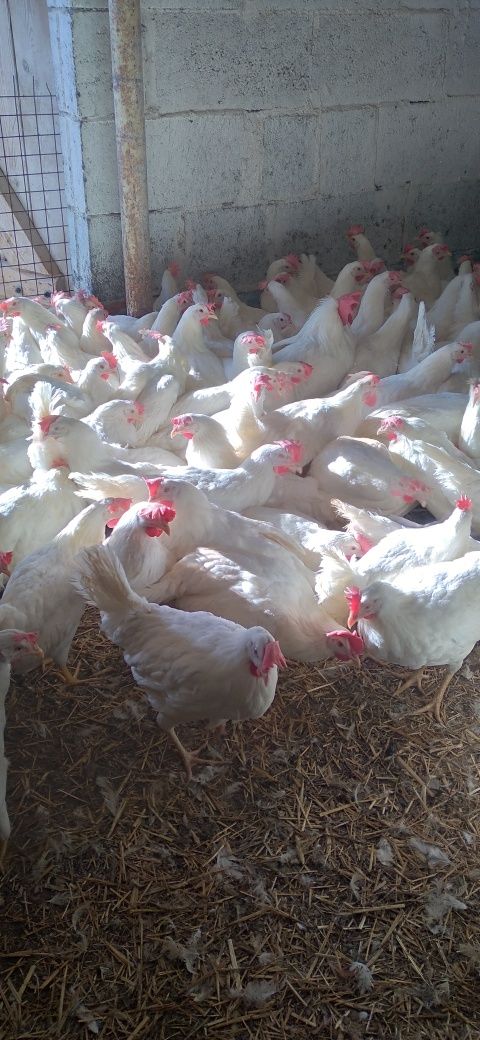 Kury Nioski Leghorn 24 tygodnie! Wysyłka!