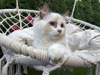 Ragdoll kotka rodowodowa gotowy do odbioru