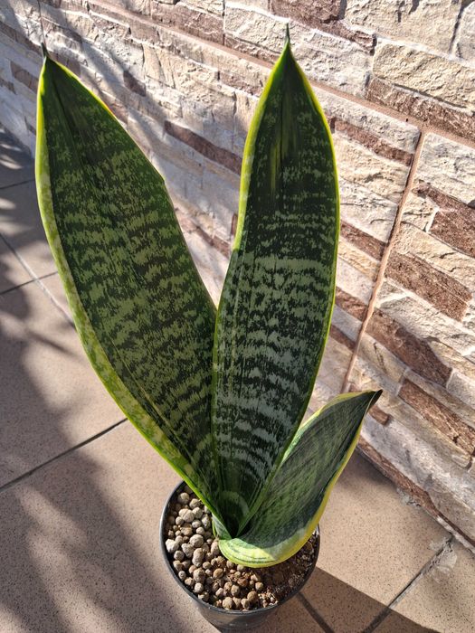 Sansevieria trifasciata 'Golden Flame'