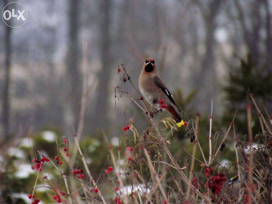 Sadzonki kaliny. Viburnum opulus. Kalina koralowa w doniczkach.